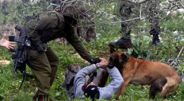 an_israeli_army_dog_attacks