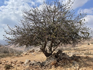 New UN Rapporteur on Climate Change: A Valuable Opportunity to Promote a Human Rights-Based Approach to the Impacts of Israel’s Apartheid on Climate Change in Palestine